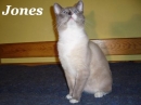 Zdjęcie 7 - Hodowla Snowshoe-Pearls PL