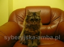 Zdjęcie 2 - SYBERYJSKA AMBA*PL - hodowla kotów SYBERYJSKICH