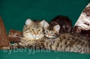 Zdjęcie 8 - SYBERYJSKA AMBA*PL - hodowla kotów SYBERYJSKICH