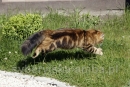 Zdjęcie 14 - SYBERYJSKA AMBA*PL - hodowla kotów SYBERYJSKICH
