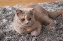 Zdjęcie 4 - MARVIL*PL - hodowla kotów brytyjskich - Ostrołęka