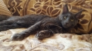 Zdjęcie 17 - DOMOWA HODOWLA RASOWYCH KOTÓW MAINE COON IWOKA*PL